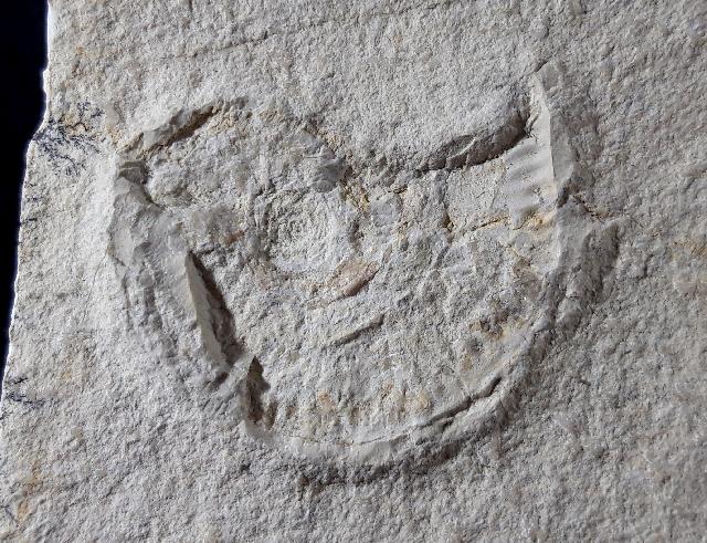 Taramelliceras (Fontanesiella) prolithographicum FONTANNES 1879 - Bild © FossNet FossilienStore